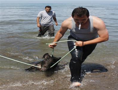 Ordu'da 'Domuz' Operasyonu