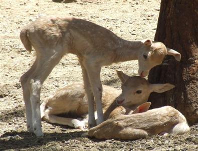 Türkiye’nin En Büyük Hayvanat Bahçesine 80 Yeni Üye Katıldı