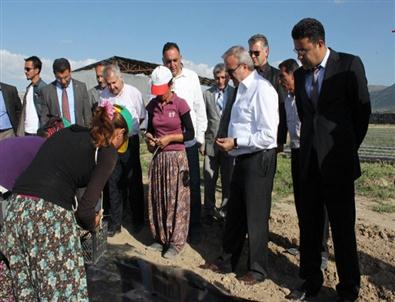 Vali Karaloğlu Gevaş’ta İlk Sebze Hasadını Başlattı