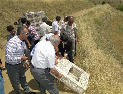 Çekirge İle Biyolojik Mücadele Başlatıldı