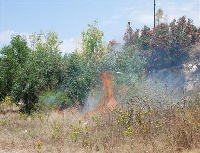 Didim’de 25 Dönümlük Alan Çıkan Yangında Zarar Gördü