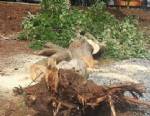 BAKIRKÖY BELEDİYESİ - CHP'li Belediye Bakırköy'de ağaç kesti