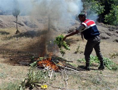 Gölhisar'da Bin 550 Kök Kenevir Ele Geçirildi