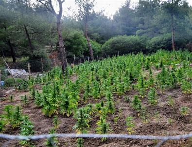 Söke'de Uyuşturucu Operasyonu