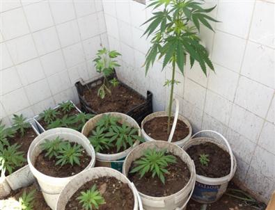 Yozgat Jandarma Saksıda Ekili 285 Kök Hint Keneviri Yakaladı