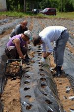 CAMINO - Çiftçilerin Gelir Düzeyini Artırmak İçin 5 Tür 7 Bin Çilek Fidesi Dikildi