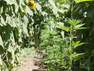 İmamoğlu'nda Uyuşturucu Operasyonu