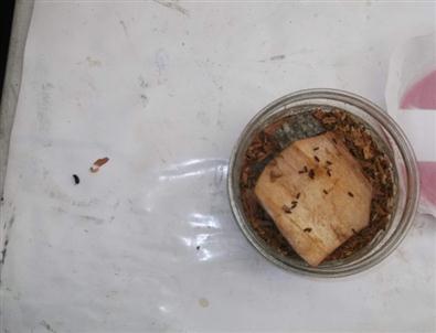 Doğu Karadeniz'de Ormanlara 2 Milyon 300 Bin Böcek Bırakıldı