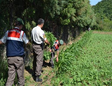 Altınova Jandarması Uyuşturucuya Geçit Vermiyor