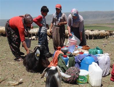 Bitlisli Berivanların Zorlu Mücadelesi