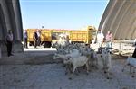BALIKESİR VALİLİĞİ - Bu Keçiler Günde 4 Kilo Süt Veriyor