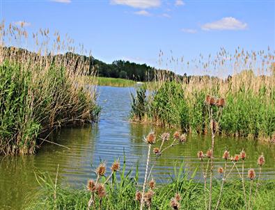 Sulak Alanlar Koruma Altına Alınıyor