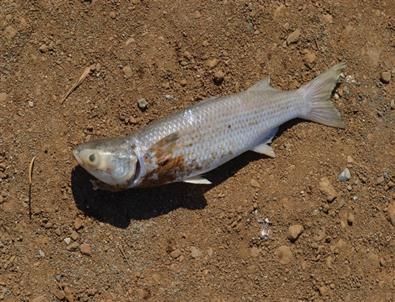 Edremit Körfezi’nde Ölü Balıklar Sahile Vurdu