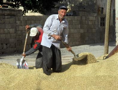 Gaziantep’te Yeni Mahsul Arpa 50-60 Kuruştan Satılıyor