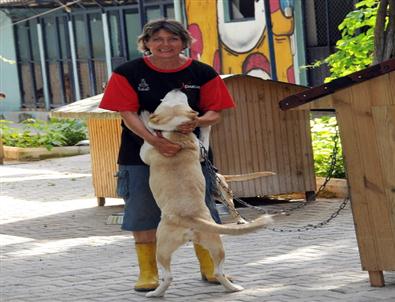 Köpeklerin Alman Dostu