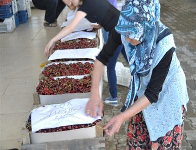 Demirci’de Kiraz Üreticisi Dertli