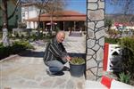 FERASET - Dereköy Belediyesi’nden Çiçek Dikim Çalışmaları