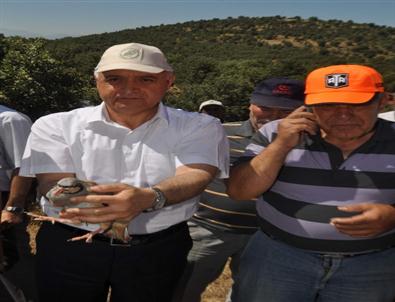 Manisa'da 350 Keklik Doğaya Salındı