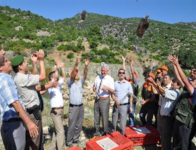 Kene ve Süne Avcısı Kınalı Keklikler Doğaya Bırakıldı