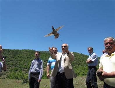 Sinop’ta 500 Keklik Doğaya Bırakıldı