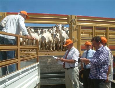 Çiftçilere Yüksek Verimli Saanen Keçileri Dağıtıldı