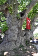815 Yaşındaki Çınar Görenleri Şaşırtıyor