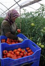 TOPTANCI HALİ - Antalya Halinde Domatesin Kilosu 3 Lira Oldu