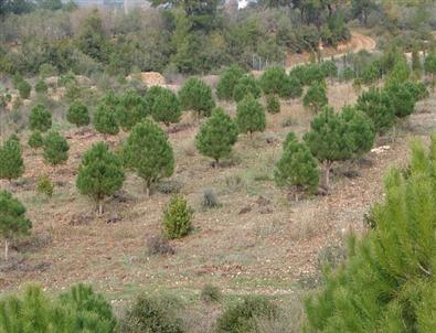 Bartın’a 10 Yılda 8 Bin Fidan Dikildi