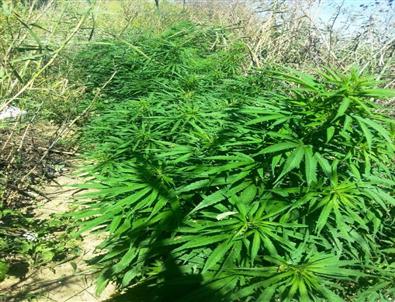 Dere Kenarında Kenevir Ele Geçirildi