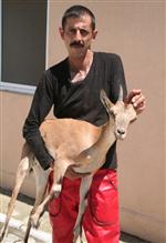 DAĞ KEÇİSİ - Yaralı Dağ Keçisi Tedavi Altına Alındı