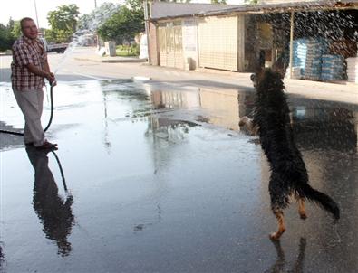 Bunaltıcı Sıcaklar Hayvanları Da Etkiliyor
