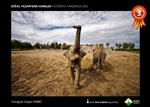 DOĞA FOTOĞRAFÇISI - Doğal Yaşam Parkı Temalı Fotoğraf Yarışması