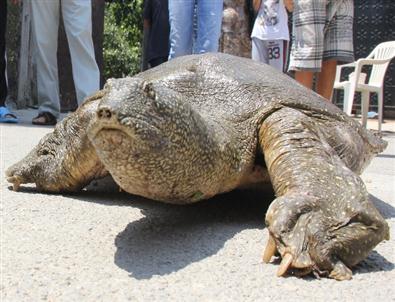 Sokakta Dev Kaplumbağa