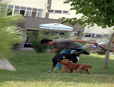 ADÜ Veteriner Fakültesi Öğrencisinin TÜBİTAK Başarısı