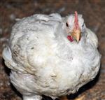 TAM GÜN - (özel Haber) Bu Tavuklar Klimayla Serinliyor