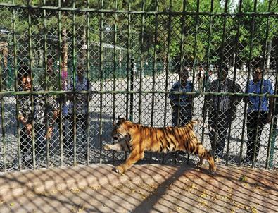 Ankara Hayvanat Bahçesi'nin Maskotu Cango Yeni Yuvasına Kavuştu