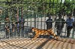 BENGAL - Ankara Hayvanat Bahçesi'nin Maskotu Cango Yeni Yuvasına Kavuştu