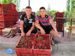 Hisarcık’ta Vişne Alımları Başladı