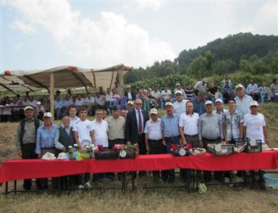 Hisarcık'ta Kiraz Festivali