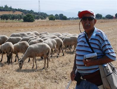 70 Yaşındaki 'genç' Çoban