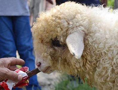 Bu kuzu kola içiyor, çikolata yiyor