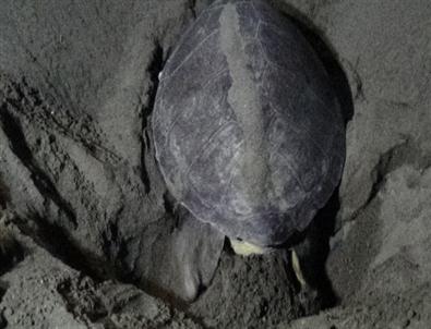 Deniz Kaplumbağaları Sahile Yumurta Bırakmaya Başladı