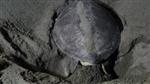 WWF - Deniz Kaplumbağaları Sahile Yumurta Bırakmaya Başladı