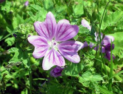 Ebegümeci Böbrek Hastalarına Umut İşığı Oluyor