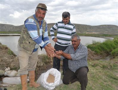 Köylülerden 'problemli Çeltik Tohumu' İddiası