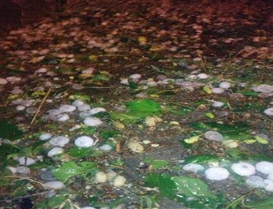 Düzce’de Dolu Yağışı Fındık Alanlarına Zarar Verdi