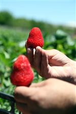 ÇİLEK HASADI - Ahlat'ta Çilek Hasadı Başladı