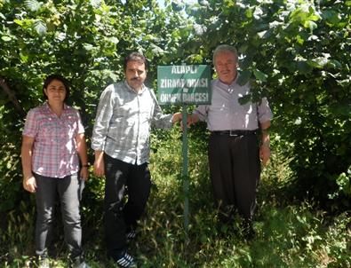 Alaplı’da Fındık Rekoltesi 8 Bin 500 Ton