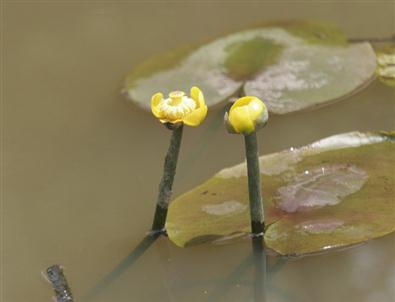 Bakan Talimat Verdi Acarlar Longozu Dünyaya Açılıyor