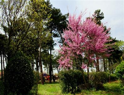 Bakan Veysel Eroğlu'ndan Çevreyi Ağaçlandırma Açıklaması